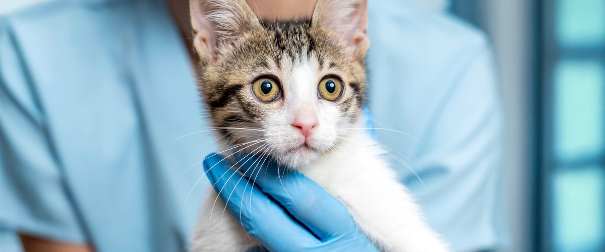 Tierärztin hält Katze in den Händen